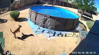 Dog Leaps off Trampoline and Jumps into Swimming Pool || ViralHog