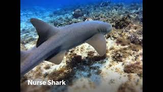 Cozumel SCUBA 5/16/21