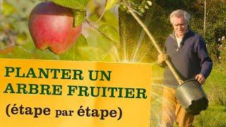 Comment planter un arbre fruitier ? Les étapes pour ne pas se planter ! (trou, taille, soins...)