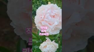 작약꽃 크게 키우는법