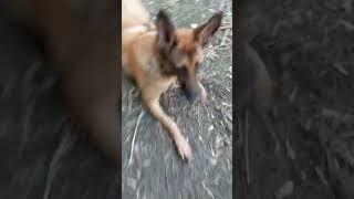 Разведываю новые места с собакой