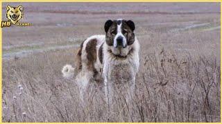 Aboriginal  Shepherd  Of Georgia   Georgian Nagazi