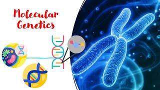 Learn All About Molecular Genetics in 6 Minutes