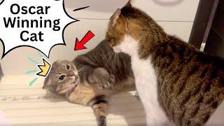 Scaredy Cat Tries to Be Tough: Hilarious Battle of Bravery!