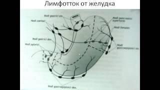 Лимфатическая система