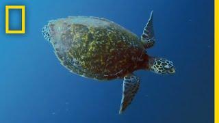 Sea Turtles 101 | National Geographic