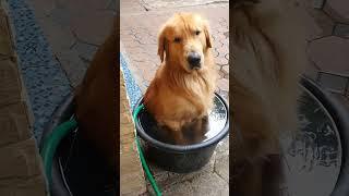 Golden Retriever Cools Off In Water