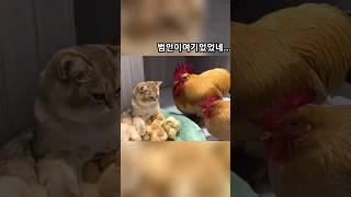 냥 그저 돌봐준건데... #착한고양이 #천사고양이 #병아리 #고양이집사 #funnypets #animals