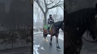 Central Park Winter Magic - Snowfall on January 19, 2024 in New York City #newyork #centralpark