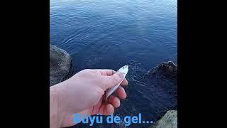 Büyü de gel... #spinning #spin #balıkavı #fish #fishing #istavrit #olta