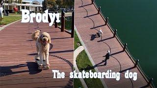 At the park with Brody the skateboarding dog