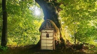 Building a warm secret Shelter inside a large OAK. Clay oven