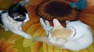 cat funny video  cat new funny video  kh tv cat new funny video  2025 new cat funny video