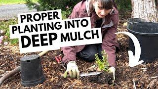 How to plant when mulch is deep 🪴 Step-by-step planting demonstration