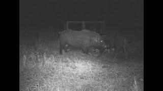 Trapping in the western districts of Brisbane - feral pigs and wild dogs