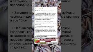 Советы дачникам как вырастить чеснок
