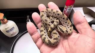 Baby Conda het albino Western Hognose snake:quick look.