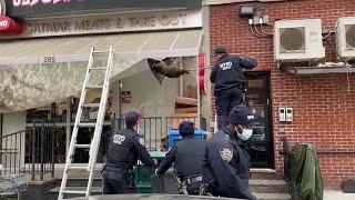 NYPD Responding for a wild raccoon in a Brooklyn based Butcher store