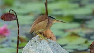 Birds' voices As sings Bittern