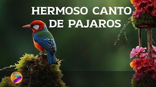 Hermoso Canto de Pájaros #2 -Muy Relajante-Antidepresivo, Dormir Tranquilo.