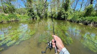 A BIG TROUT Lives in This Tiny Creek! (Trout Fishing)