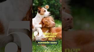 5 Motivi Per Adottare Un Secondo Cane | #adotta #canile #cane #adozioni #dogs