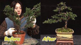 How to bend a bonsai - great bonsai bending skills #34