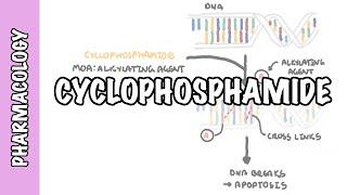 Cyclophosphamide - pharmacology, mechanism of action, adverse effects