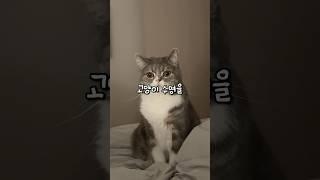 고양이 수명을 깎는 위험한 행동