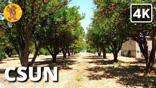 CSUN Orange Grove Walking Tour, California State University Northridge | 4K |  Binaural Sound