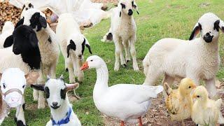 Funny Lambs, Farm Animals, Duck, Cow, Sheep, Chicken Chick, Cute Dog, Goat Voice