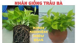 How to propagate a pothos by cutting like a pro || Thanh Moc Garden