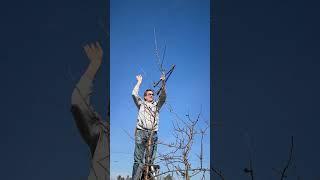 Pruning Piel de Sapa on G.935