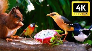 Magical  Cat TV for Cats  Chipmunks, Birds & Squirrels Play Around the Garden ️ Cat Video 4K
