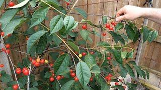 Sour cherries - harvest and pruning tips