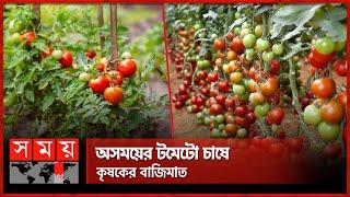 কাঠাপ্রতি আয় লাখ টাকা! | Tomato Cultivation | Grafting Tomato Seedlings | Somoy TV