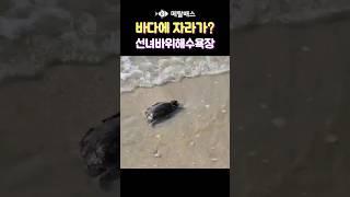 바다에서 투망치다가 발견한 민물자라, 한국투망협회 이영주 투망사님 제보 #castnet #fishing #playpesca