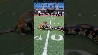 Python and Monkey fight in the middle of the football field in front of many people #monkey  #anime