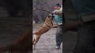  Hard attack. Malinois Hard. Dog training. GUARD.  Odessa 2024.