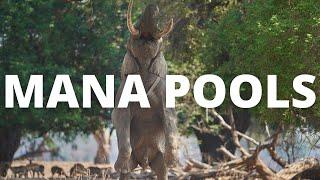 This is Mana Pools