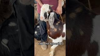 AJMER BAKRA MANDI LIVE UPDATE COVER WITH PRICE RAJASTHAN BIGGEST MANDI