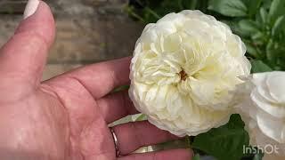 Tranquility vs Emily Bronte David Austin War of the roses