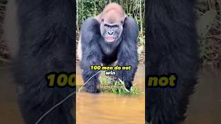Chael Sonnen & DC GO OFF on the 100 MEN vs. GORILLA DEBATE!  #shorts