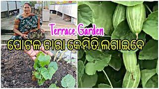 ପୋଟଳ ଚାରା କେମିତି ଲଗାଇବେ || Terrace garden || Pointed Gourd  Roots Selection and Fetilizer