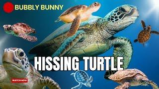 Turtle Hisses at Bunny to Communicate!!! #turtle #funny #bubblybunny