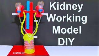 kidney working model (3d) with stand for science fair exhibition |  urinary system | craftpiller