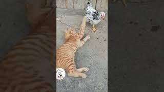 Tom and jerry