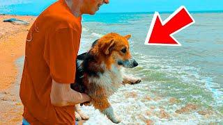 ЖИДКИЙ СНЕГ!! КОРГИ ВПЕРВЫЕ на МОРЕ!! (Корги Кекс) Говорящая собака