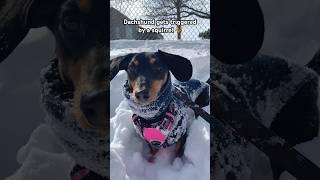 Dachshund gets triggered by a squirrel ️ #dachshund #dachshundpuppy #wienerdog #doxie #sausagedog