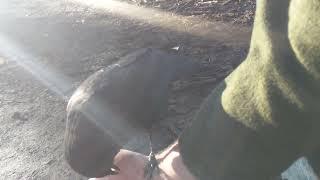 Jackdaw jumps up to hand for peanuts